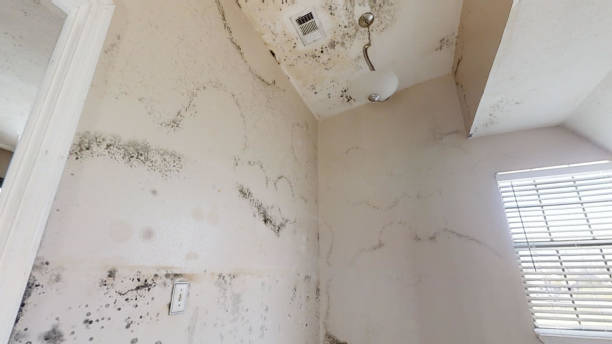 Environmental Consulting for Mold Prevention in Biglerville, PA