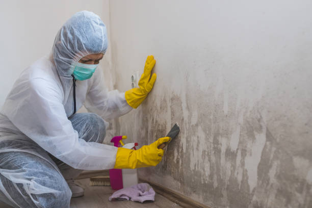 Best Mold Odor Removal Services  in Biglerville, PA