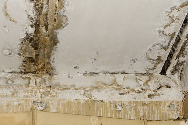 Mold Odor Removal Services in Biglerville, PA