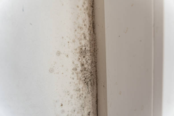 Best Attic Mold Removal  in Biglerville, PA